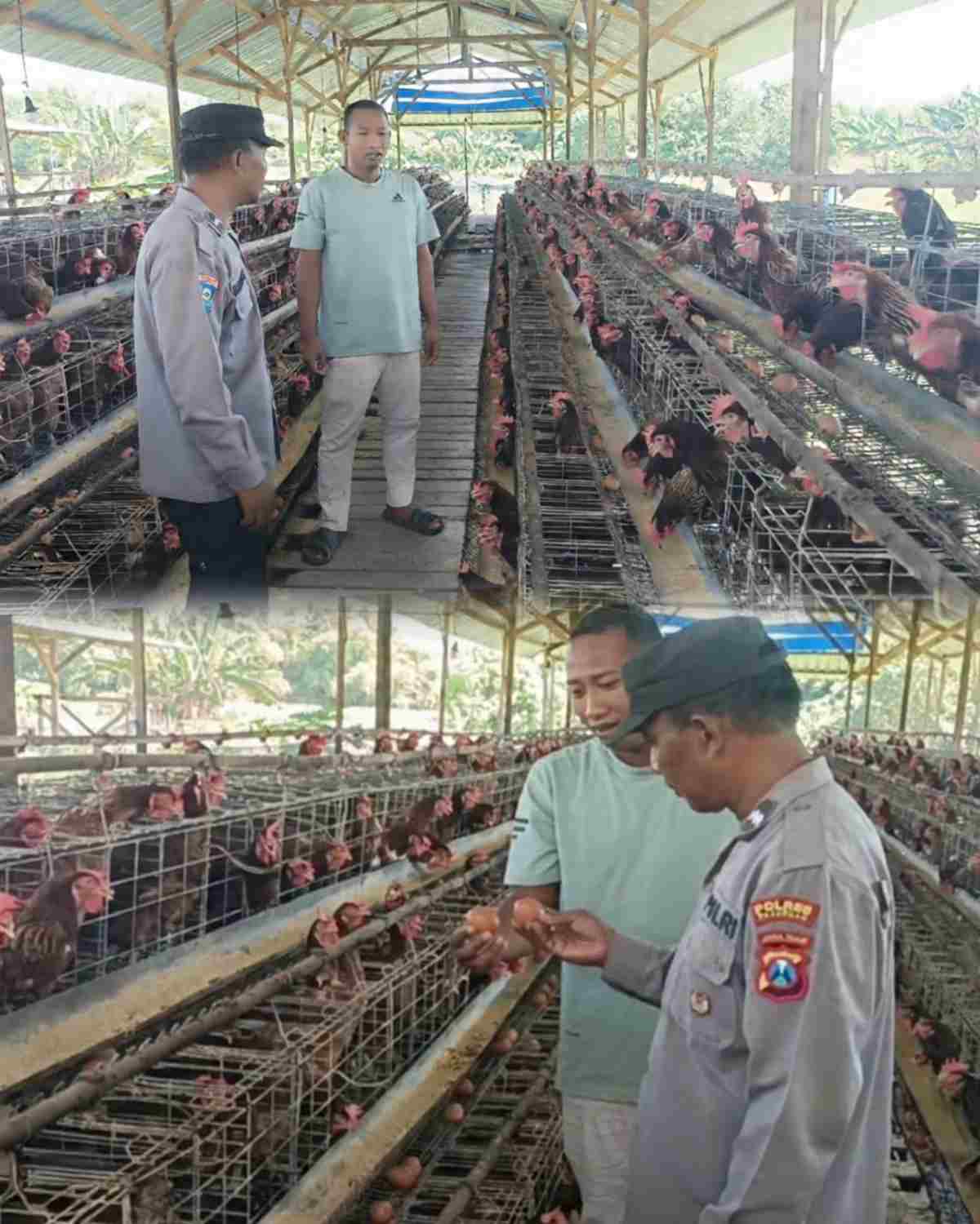 Bhabinkamtibmas Polsek Rembang Laksanakan Pemantauan Peternakan Ayam Petelur Dukung Ketahanan Pangan Nasional