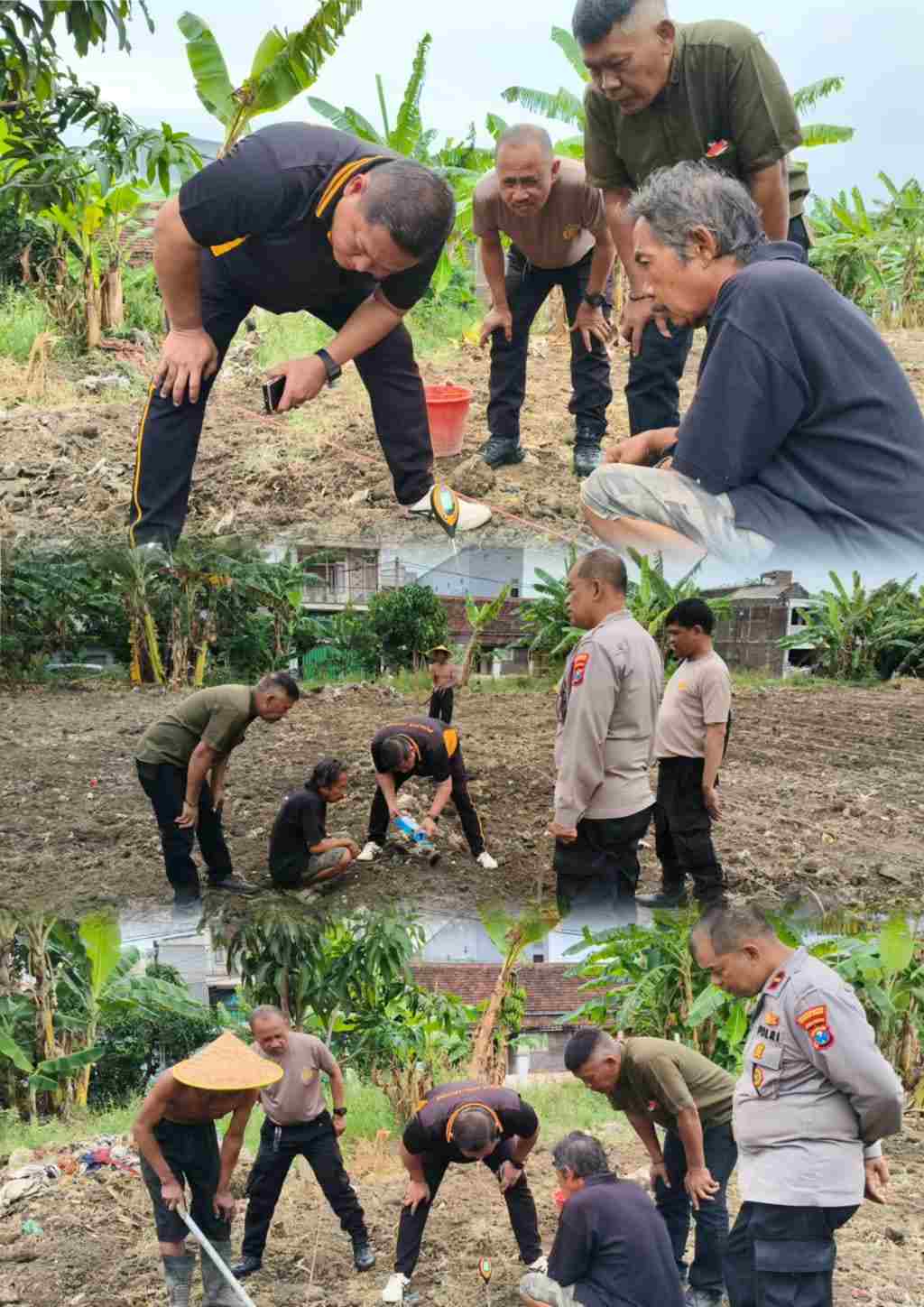 Polres Tanjung Perak Bersama PPL Intensifkan Pengecekan pH Tanah Lahan Jagung Kenjeran
